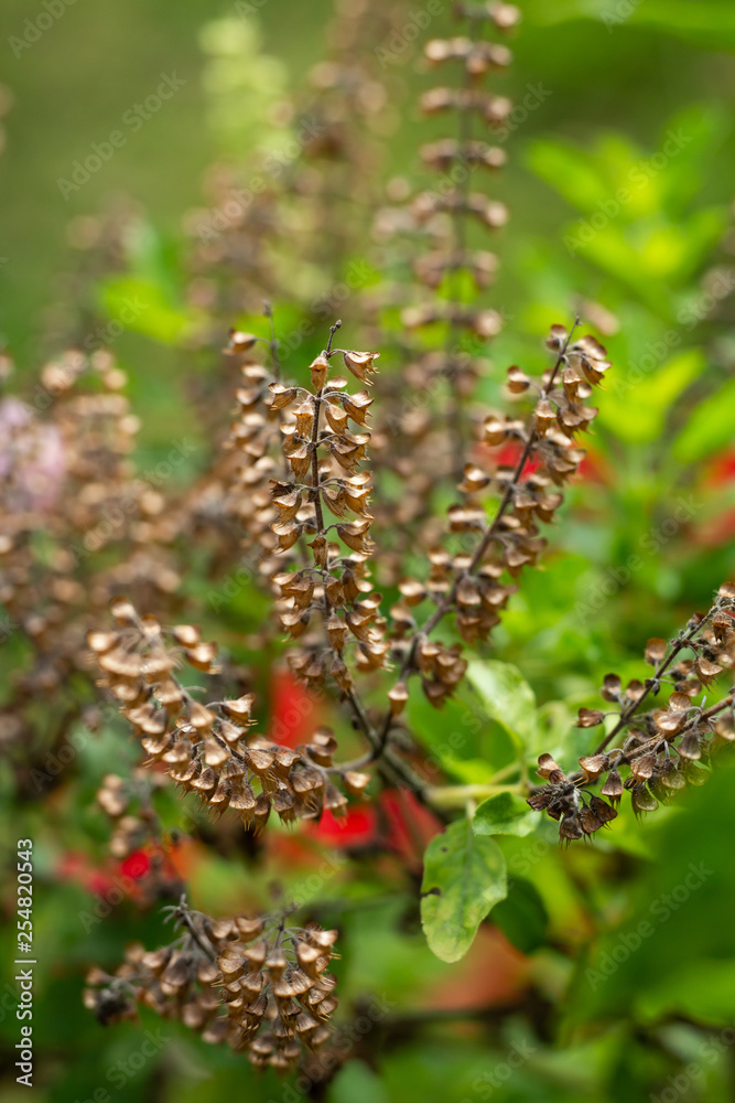 Withered, Green, Fresh Basil flowers (Ocimum basilicum) in garden, Close up & Macro shot, Abstract Blurred Background