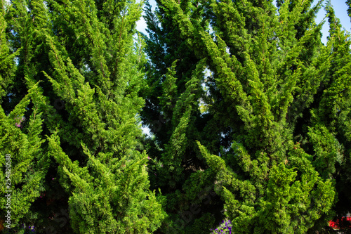 Pine trees in the garden, Abstract pattern background © eyepark