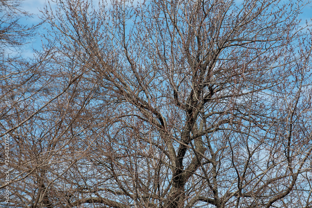 Dry branches of bare trees without leaves and blue sky. Dry branches of bare trees without leaves and blue sky.