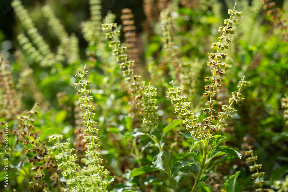 Green, Fresh, Withered Basil flowers (Ocimum basilicum) in garden, Close up & Macro shot, Abstract Blurred Background Green, Fresh, Withered Basil flowers (Ocimum basilicum) in garden, Close up & Macro shot, Abstract Blurred Background