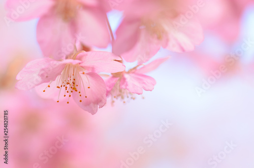 日本の春 河津桜