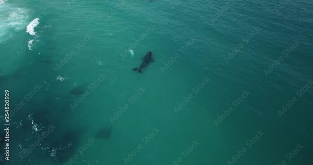 4k done shot of whale and albino calf 4k done shot of whale and albino calf