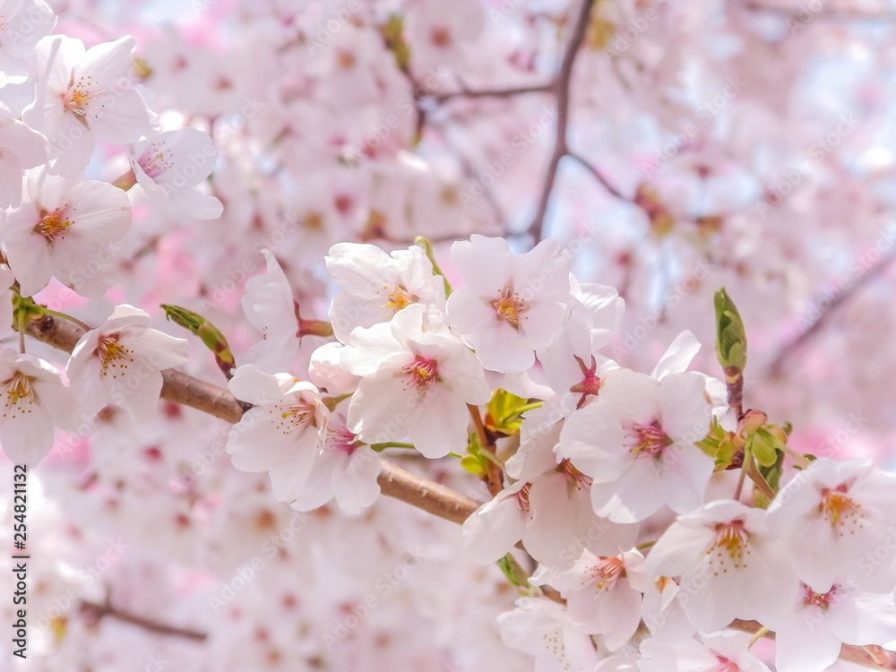 Fototapeta premium Close-up on Japanese pink sakura cherry blossoms flowers in bloom.
