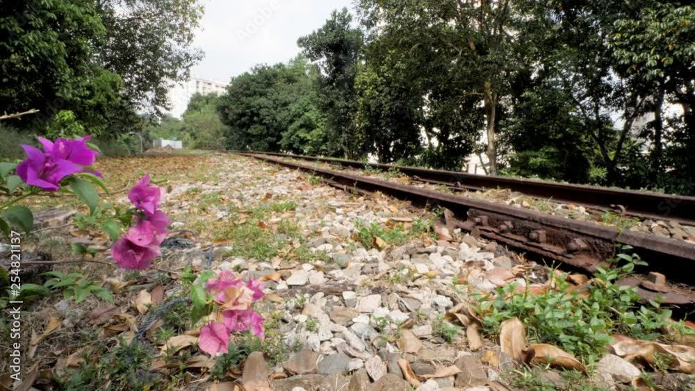 Tropical Flowers swaying on an abandoned Train Track