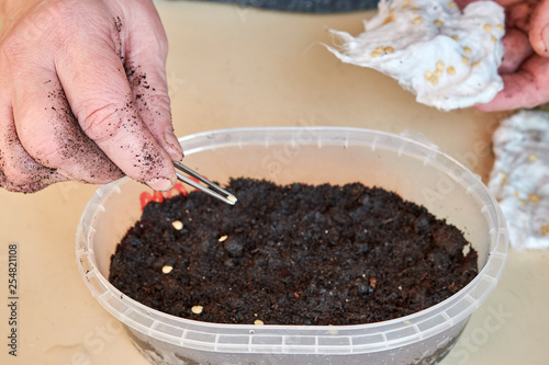 woman with tweezers sits the seeds of plants in a plastic box of white color standing on the table holding the pepper seeds prepared with one hand on the gauze.