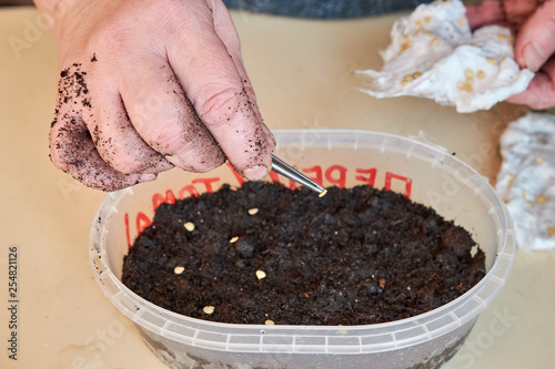 woman with tweezers sits the seeds of plants in a plastic box of white color standing on the table holding the pepper seeds prepared with one hand on the gauze. growing plants and flowers at home.