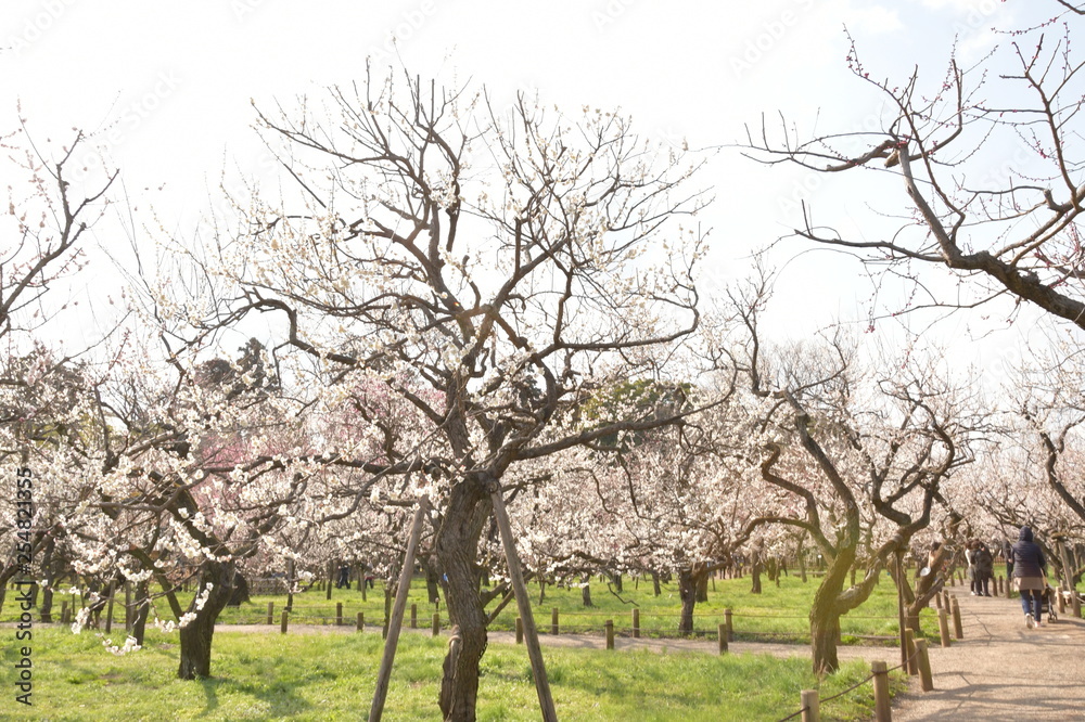 Fototapeta premium 梅の花