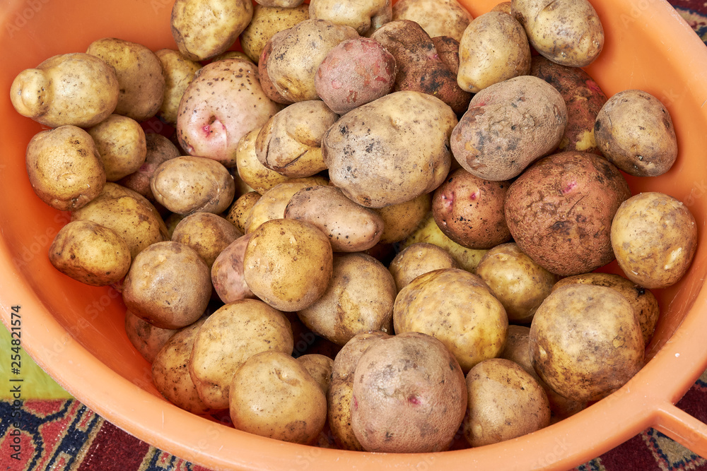 lots of potatoes. fresh potato with traces of earth on the skin. dirty raw potatoes in large quantity, washed. Harvest of fresh young potatoes. Lots of potatoes, in a pile. lots of potatoes. fresh potato with traces of earth on the skin. dirty raw potatoes in large quantity, washed. Harvest of fresh young potatoes. Lots of potatoes, in a pile.