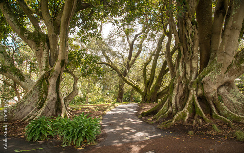 Beautiful environment in Albert park in the downtown of Auckland  New Zealand.