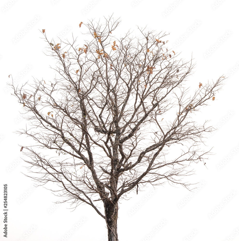 tree and branches silhouette