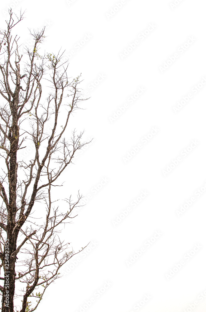 Fototapeta premium tree and branches silhouette