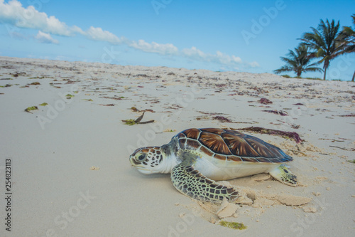 Close-up of Green sea turtle, Chelonia mydas, Turtle Farm, los roques, venezuela Caribbean.