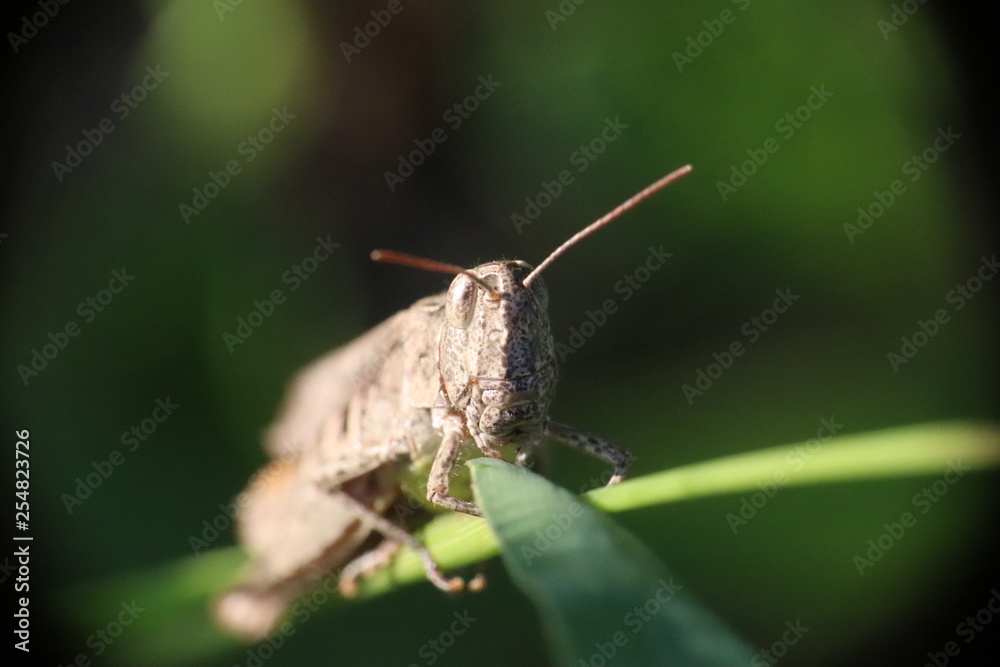 Small insects in the grass photo Czech Republic, Europe Small insects in the grass photo Czech Republic, Europe