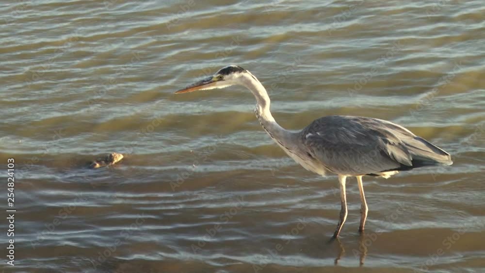 Black headed heron about to strike at unseen fish.mov Black headed heron about to strike at unseen fish.mov
