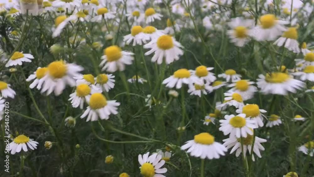 White cutter flower/aster ericoides flower movement over strong wind. White cutter flower/aster ericoides flower movement over strong wind.