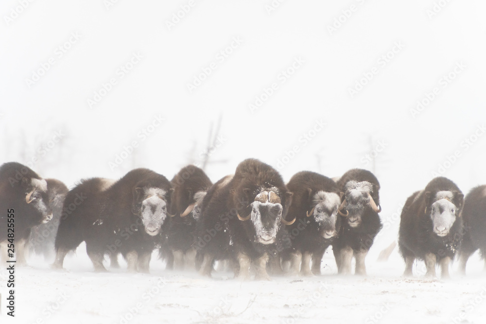 custom made wallpaper toronto digitalHerd of wild muskox stood in the defensive position during strong snowstorm. Winter landscape of Yamal peninsula, Arctic tundra.
