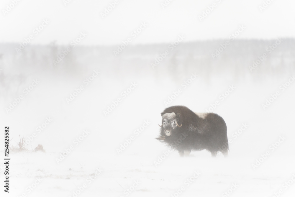 Big bull of muskox walk in the Arctic Tundra during winter blizzard Big bull of muskox walk in the Arctic Tundra during winter blizzard