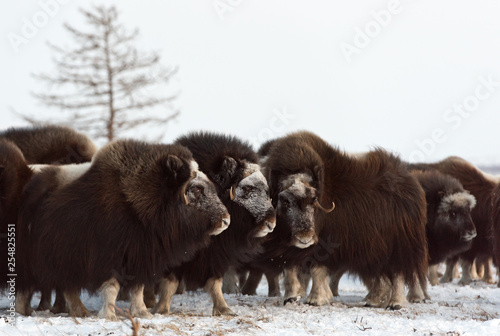 Herd of wild muskox stood in the defensive position during strong snowstorm. Winter landscape of Yamal peninsula, Arctic tundra.