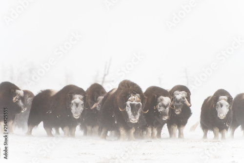 Herd of wild muskox stood in the defensive position during strong snowstorm. Winter landscape of Yamal peninsula, Arctic tundra.