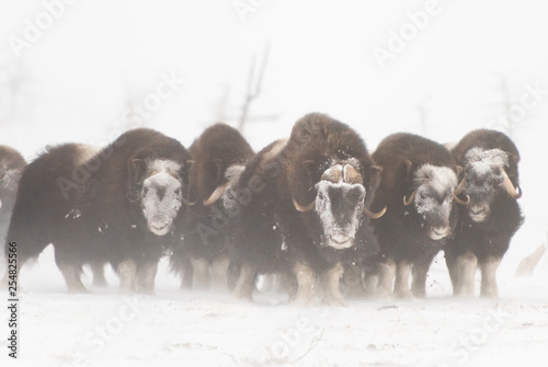 Herd of wild muskox stood in the defensive position during strong snowstorm. Winter landscape of Yamal peninsula, Arctic tundra.