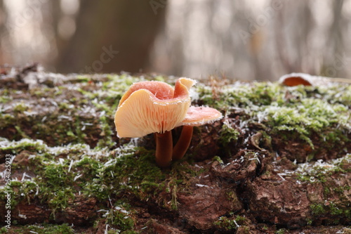 Flammulina velutipes winter, edible mushroom, photo Czech Republic, Europe