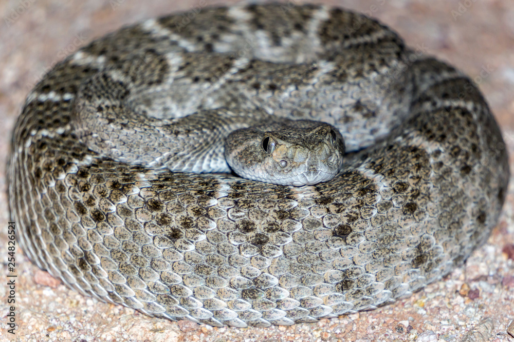 Western Diamondback Rattlesnake - Venomous Pit Viper Snake Western Diamondback Rattlesnake - Venomous Pit Viper Snake