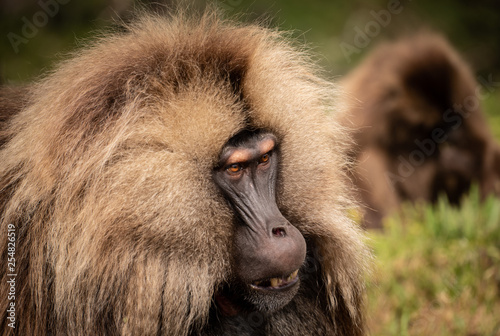 Gelada Monkeys, Simien Mountains, Ethiopia