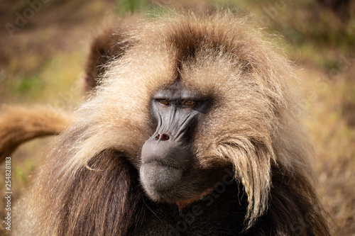 Gelada Monkeys, Simien Mountains, Ethiopia