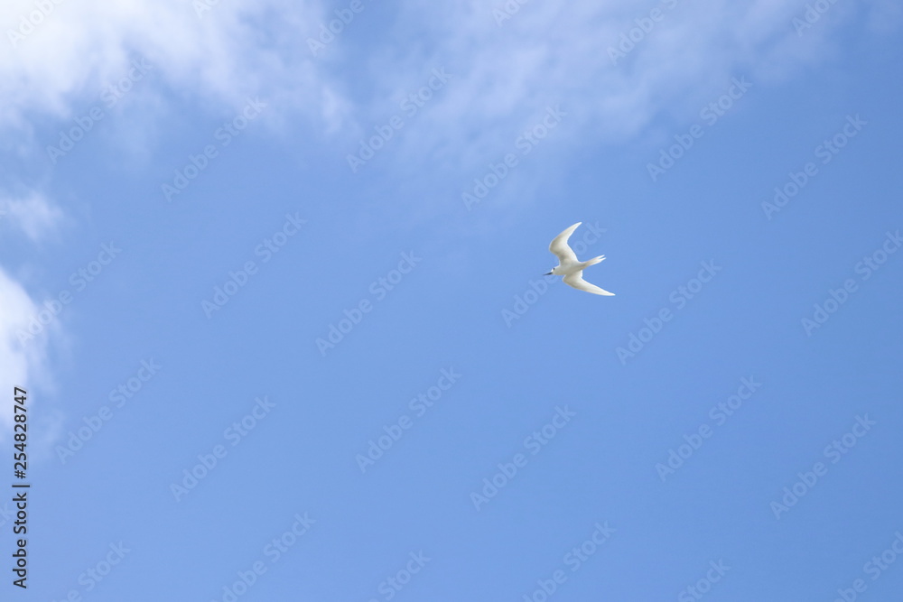 Fototapeta premium seychelles