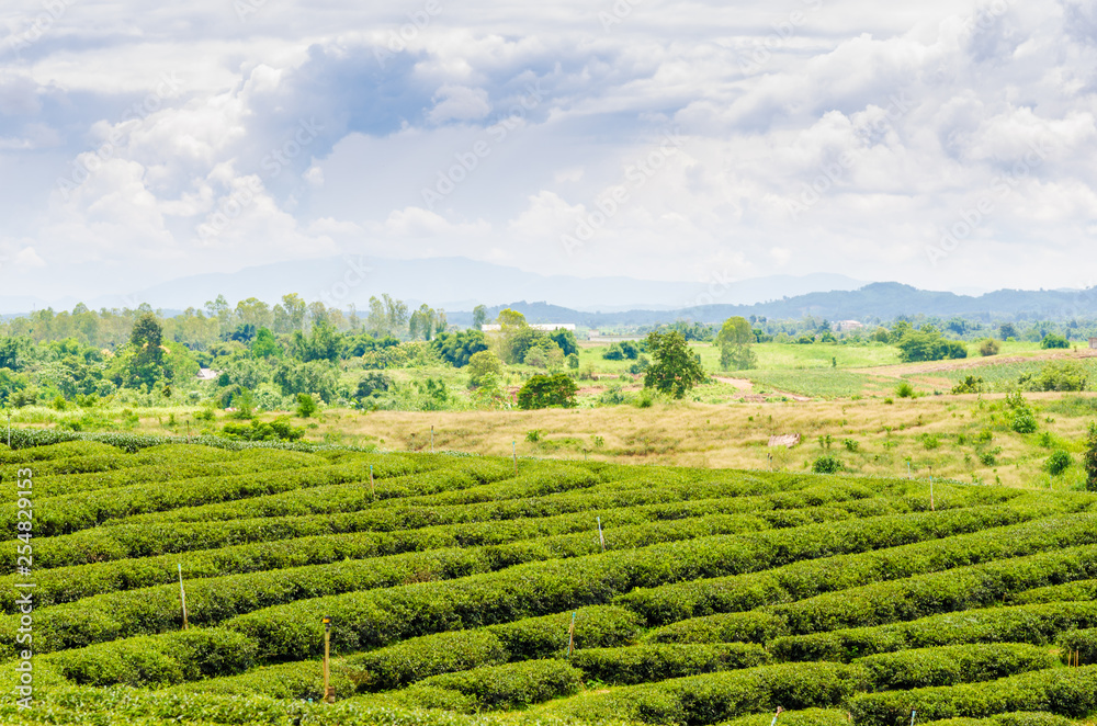 Tea plantation field on hill of mountain