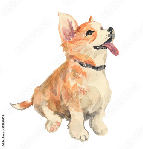 Red Corgi with tongue
