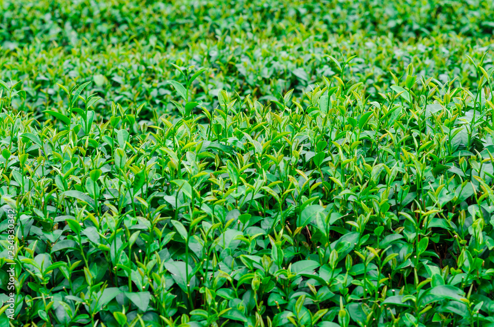 Tea plantation field on hill of mountain Tea plantation field on hill of mountain