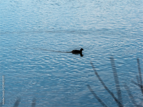 poule d eau    la Base de Loisirs de Verneuil sur Seine dans les Yvelines en France