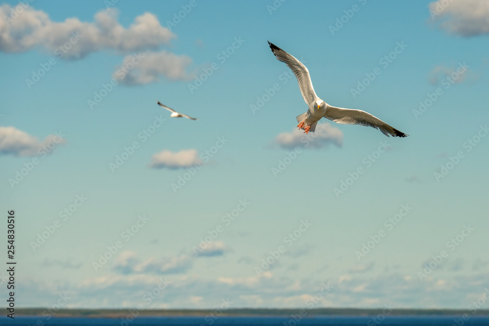 Sea gull soars in the sky above the sea