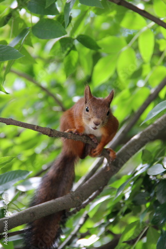 red squirrel on a tree branch