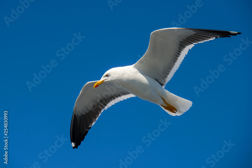 Sea gull soars in the sky above the sea