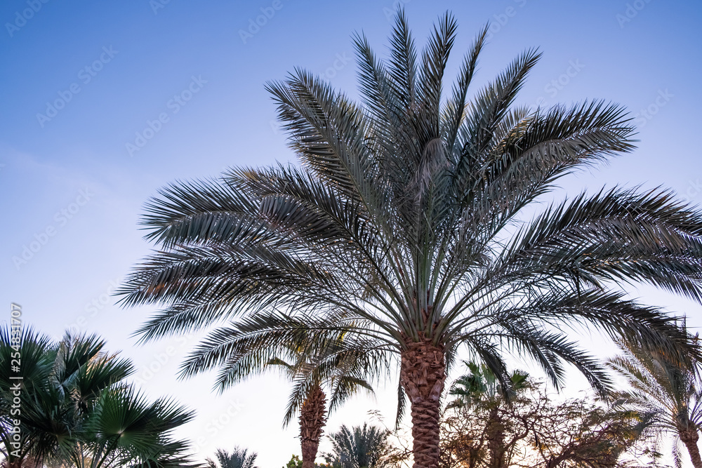 palm trees on a background of clean blue sky. advertising space