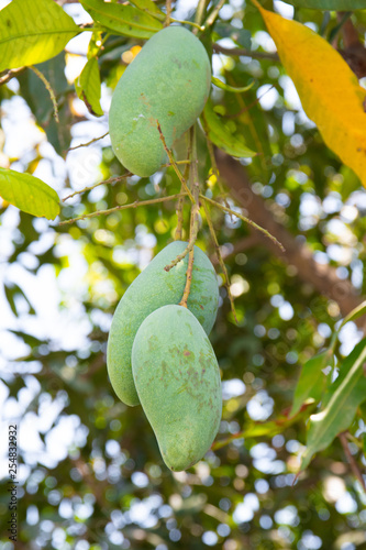 Bunch of mangoes on the tree size is appetizing.