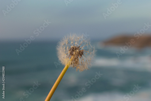 Dandelion on a blurred beach background at sunset. Mindfulness concept.