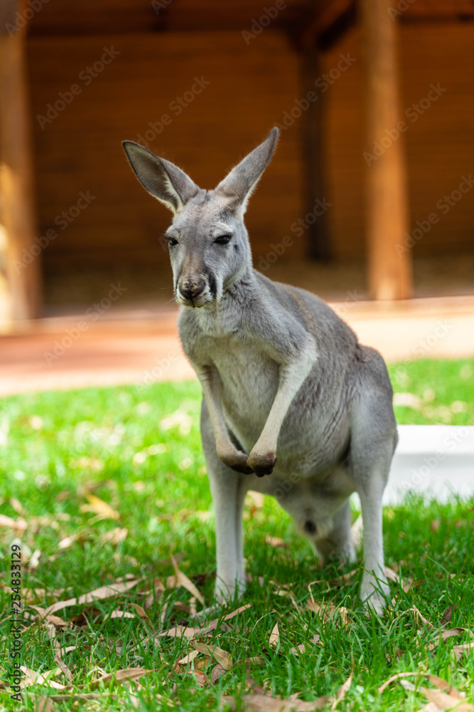 Fototapeta premium Red Kangaroo Waiting