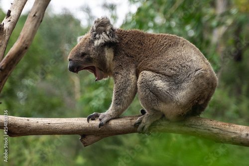 koala Yawning
