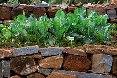 Cauliflower plants growing in a raised vegetable garden.