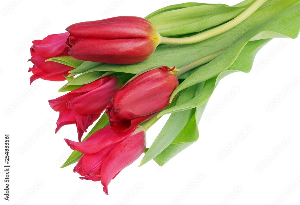 Five real red terry spring tulips flowers isolated Five real red terry spring tulips flowers isolated
