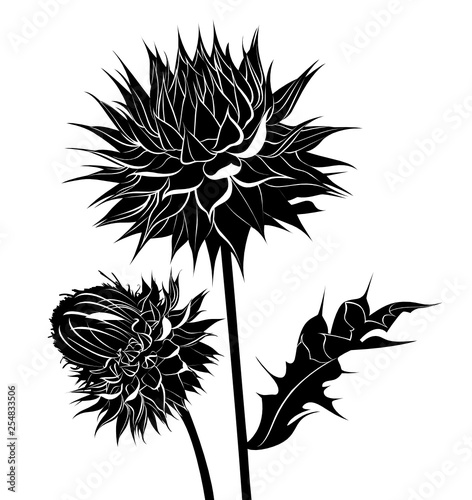 Milk thistle thistle flowers isolated on white background
