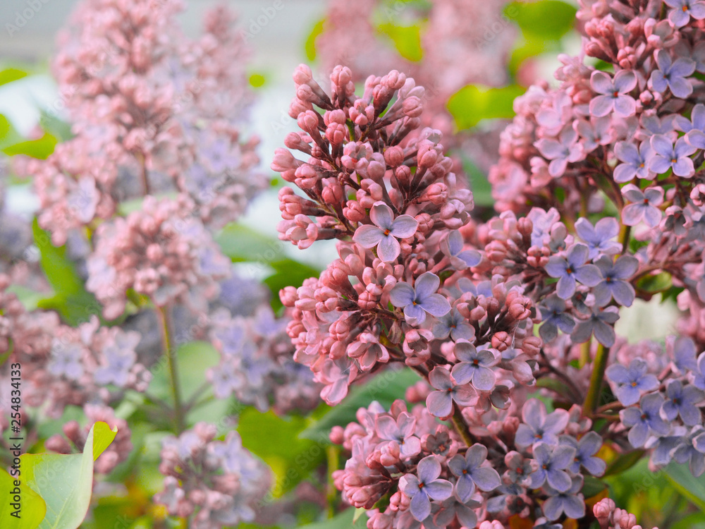 spring lilac violet flowers