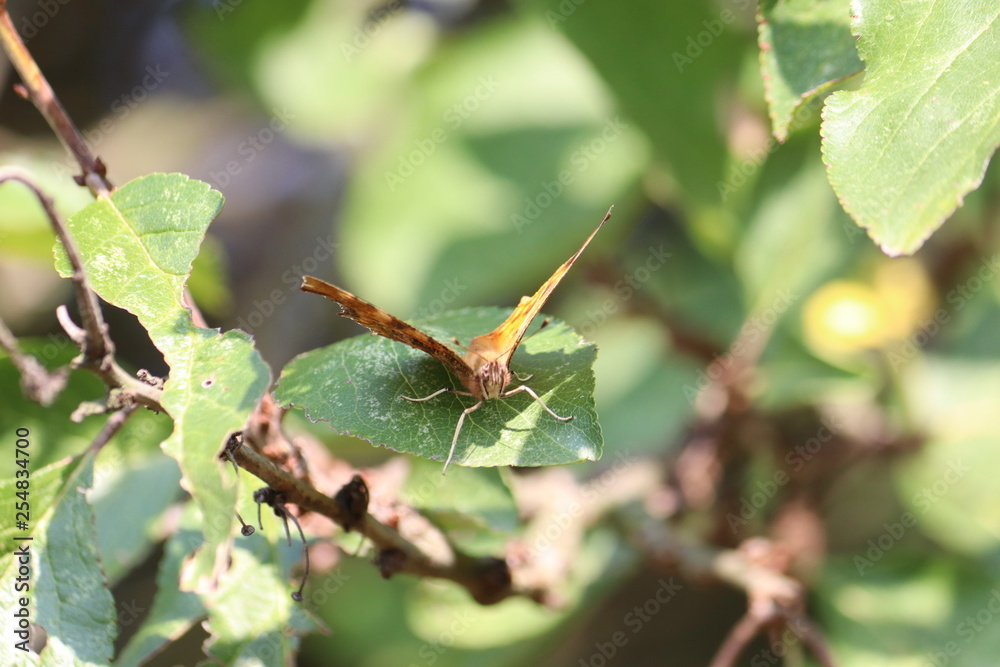 Tiny butterfly in nature