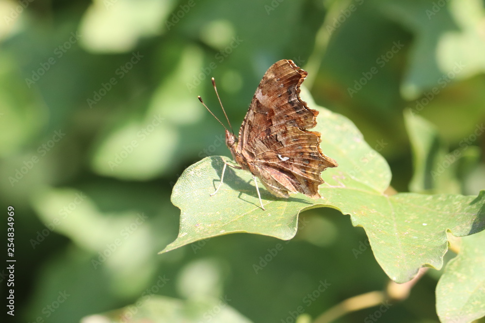 Obraz premium Tiny butterfly in nature