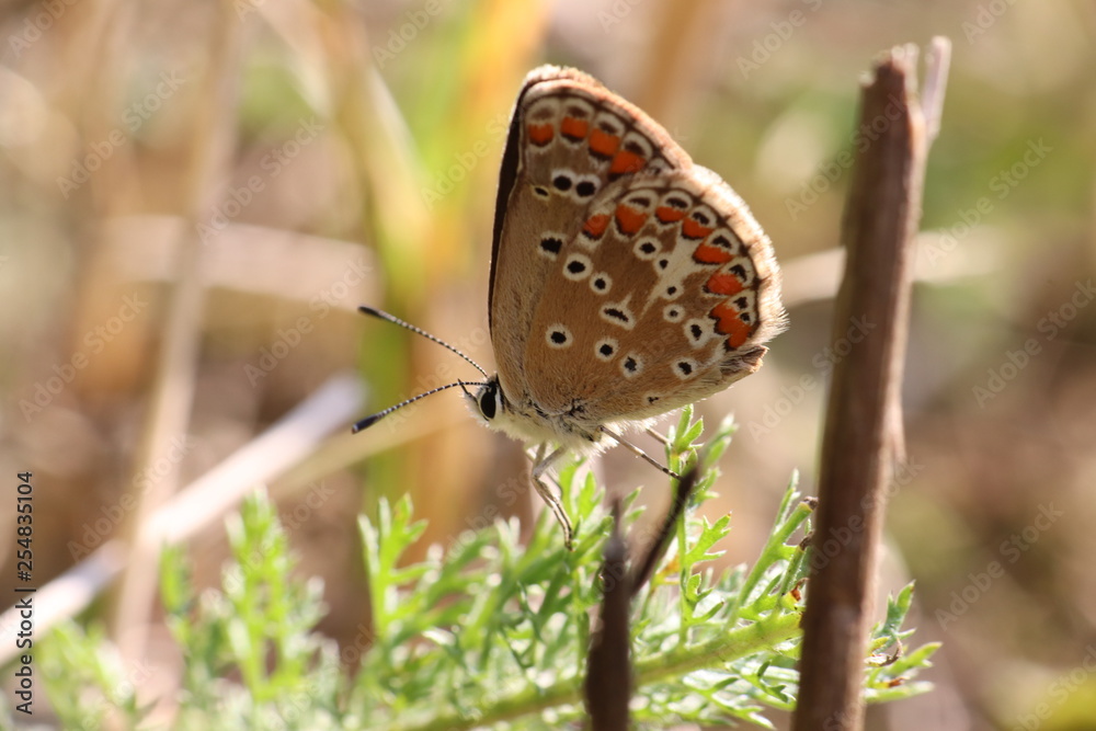 Obraz premium Tiny butterfly in nature