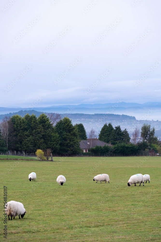 Fototapeta premium Beautiful white sheep graze on the background of misty mountains