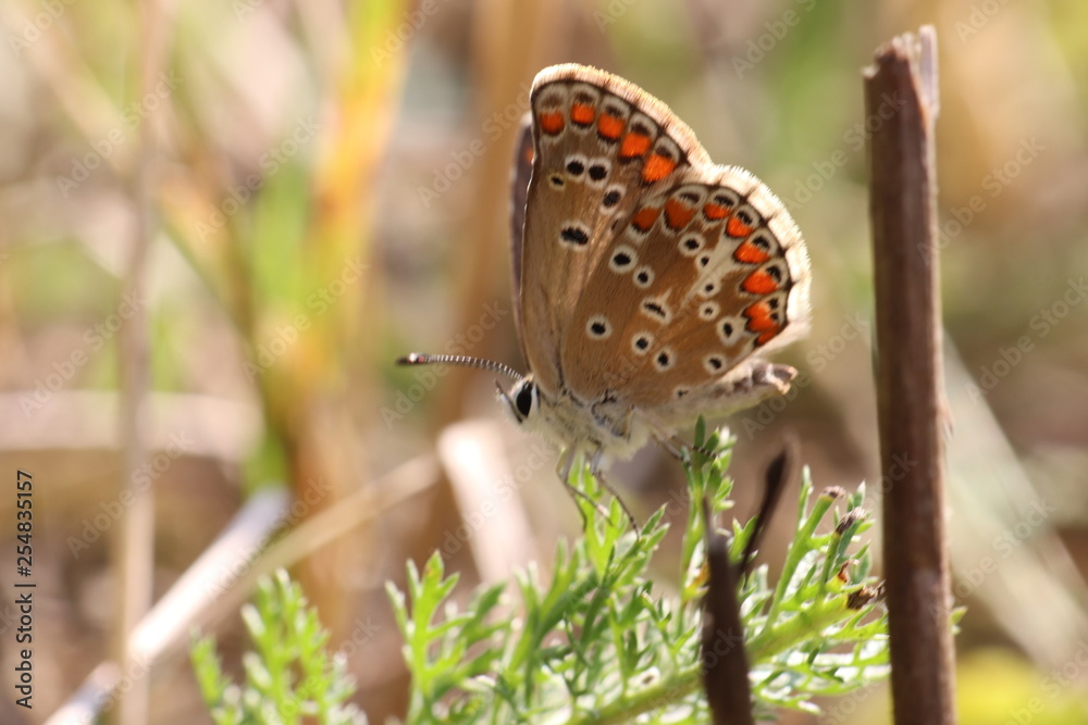 Obraz premium Tiny butterfly in nature